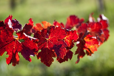 Rotes Weinlaub